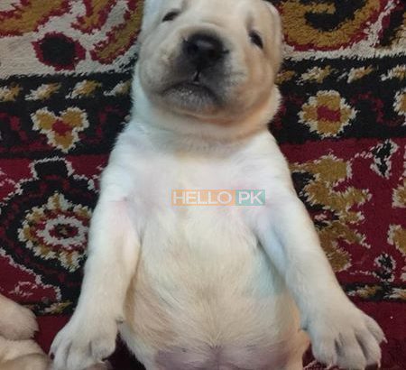 Dogs for sale labrador puppies