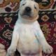 Dogs for sale labrador puppies