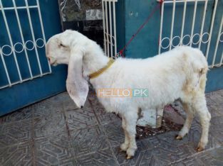 bakri Gulabi khajli 2 daant