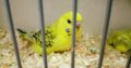 Parrots TCB beauty
