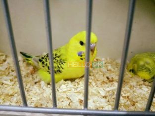 Parrots TCB beauty