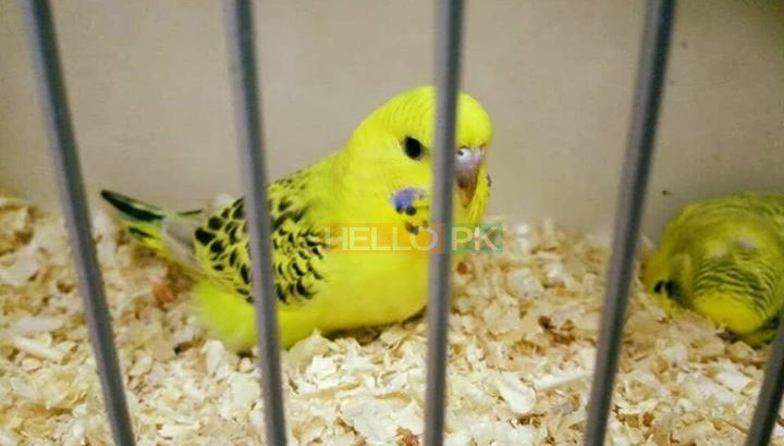 Parrots TCB beauty