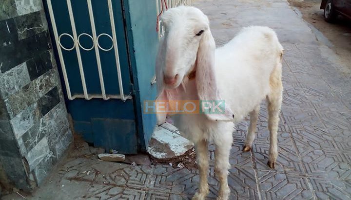 bakri Gulabi khajli 2 daant