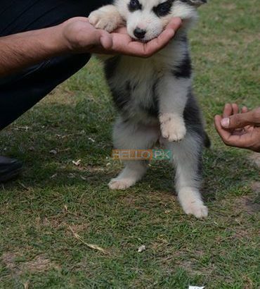 Blue Eyes Female Husky Gerry For sale