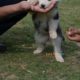 Blue Eyes Female Husky Gerry For sale