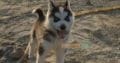 Blue Eyes Female Husky Gerry For sale