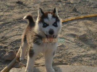 Blue Eyes Female Husky Gerry For sale