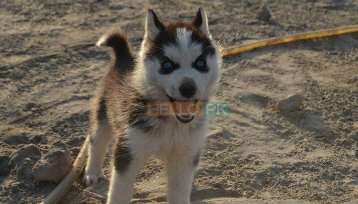 Blue Eyes Female Husky Gerry For sale