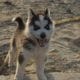 Blue Eyes Female Husky Gerry For sale