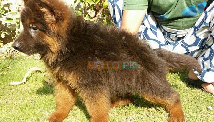 Garman shepherd Garman shepherd Male for sale , Lahore
