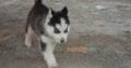Blue Eyes Female Husky Gerry For sale
