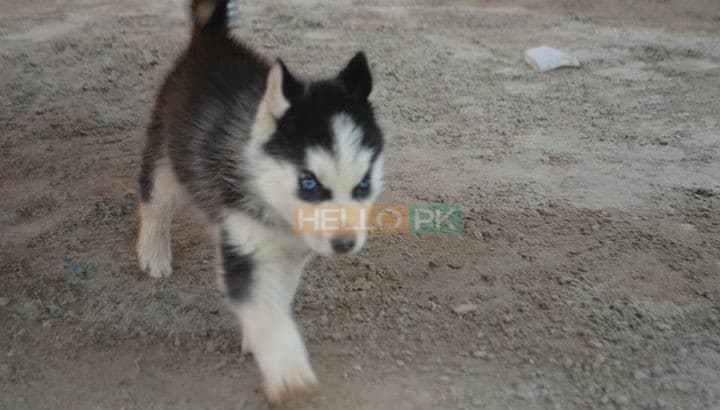 Blue Eyes Female Husky Gerry For sale