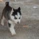 Blue Eyes Female Husky Gerry For sale