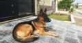 non ped male dog for sale, Islamabad