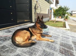 non ped male dog for sale, Islamabad