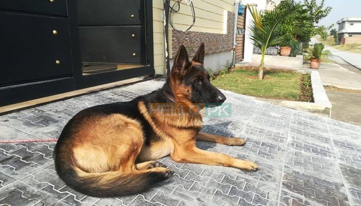 non ped male dog for sale, Islamabad
