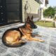 non ped male dog for sale, Islamabad