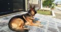 non ped male dog for sale, Islamabad