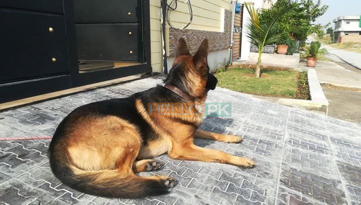 non ped male dog for sale, Islamabad