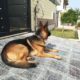 non ped male dog for sale, Islamabad