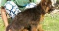 Garman shepherd Garman shepherd Male for sale , Lahore