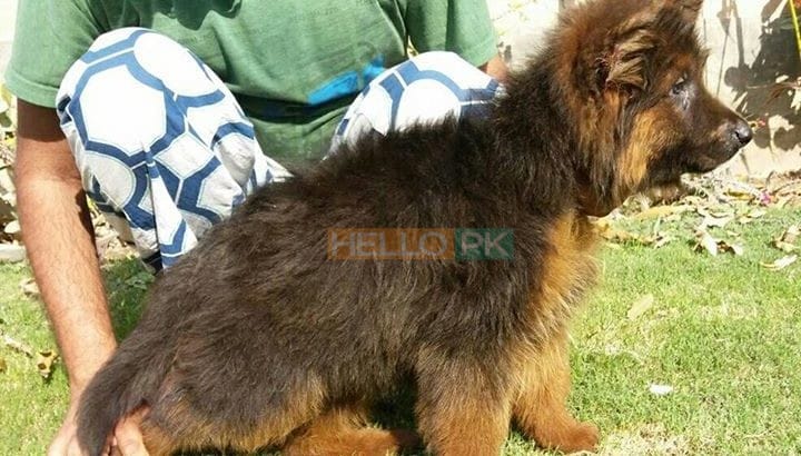 Garman shepherd Garman shepherd Male for sale , Lahore