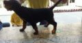 Rottweiler femal 2 month
