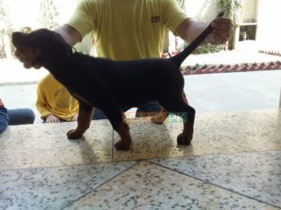 Rottweiler femal 2 month