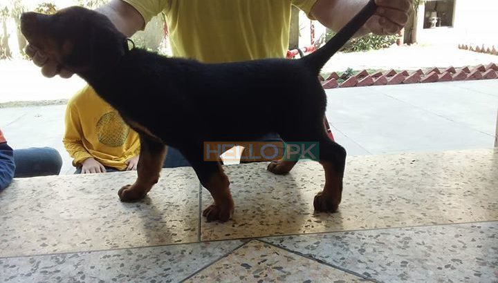 Rottweiler femal 2 month