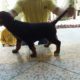 Rottweiler femal 2 month