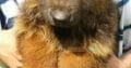 Garman shepherd Garman shepherd Male for sale , Lahore