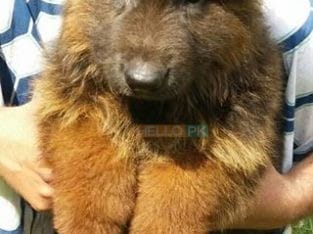 Garman shepherd Garman shepherd Male for sale , Lahore