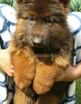 Garman shepherd Garman shepherd Male for sale , Lahore