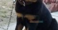 Rottweiler femal 2 month