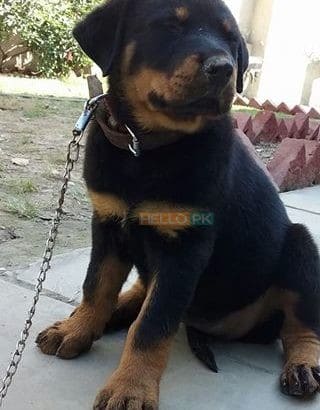 Rottweiler femal 2 month