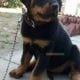 Rottweiler femal 2 month