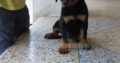 Rottweiler femal 2 month