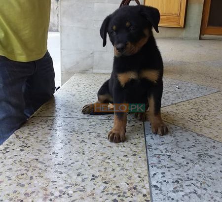 Rottweiler femal 2 month