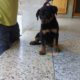 Rottweiler femal 2 month