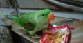 Raw Parrot Patha , Lahore