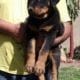 Rottweiler femal 2 month