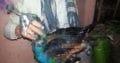 Peacock ( mor ) for sale LHR