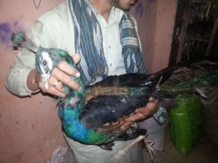 Peacock ( mor ) for sale LHR