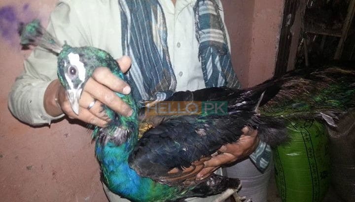 Peacock ( mor ) for sale LHR