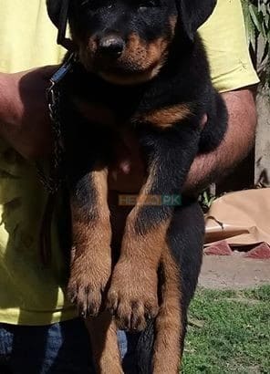 Rottweiler femal 2 month