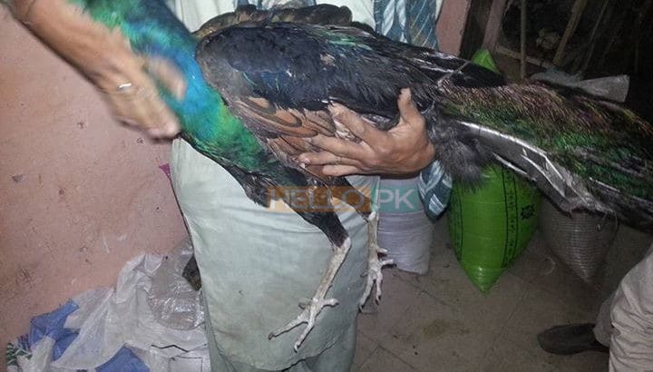 Peacock ( mor ) for sale LHR
