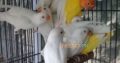 Albino pathy 4 sale , Lahore