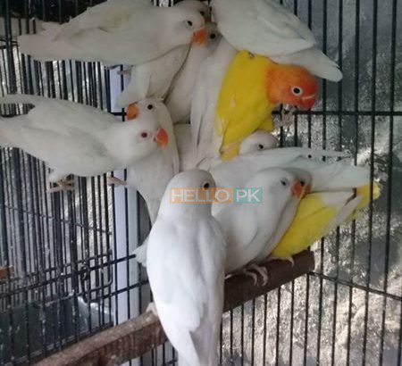 Albino pathy 4 sale , Lahore