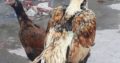 shikra for sale lamba qadd . mazboot jism , Gujrat