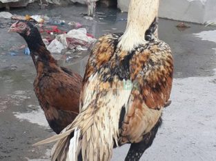 shikra for sale lamba qadd . mazboot jism , Gujrat